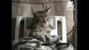 Кот снимает стресс