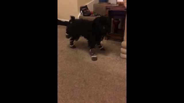 Dog Gets Stuck In Shoes #shorts