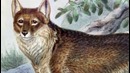 Животные, которые вымерли по вине людей