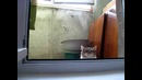Котэ триллер. я плакалъ