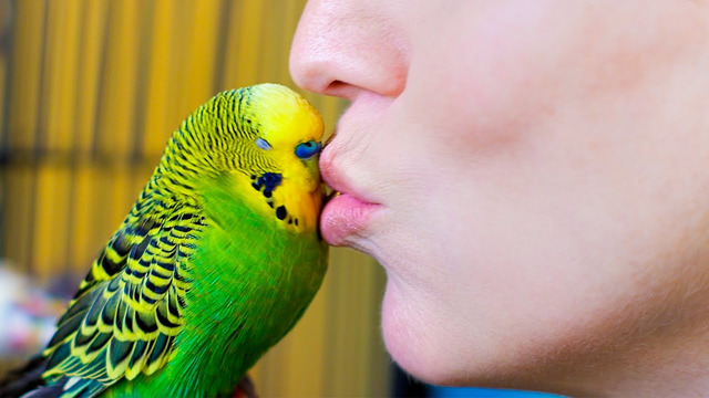 Budgerigar Talks To Owner To Stop Feeling Lonely | Pets: Wild At Heart | BBC Earth