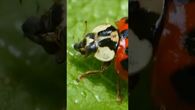 Муравьи умнее, чем кажутся