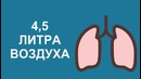 Briefly – Сколько воздуха человек вдыхает за день