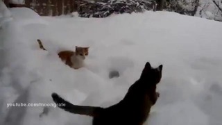 Кот, который очень любит играть в снегу