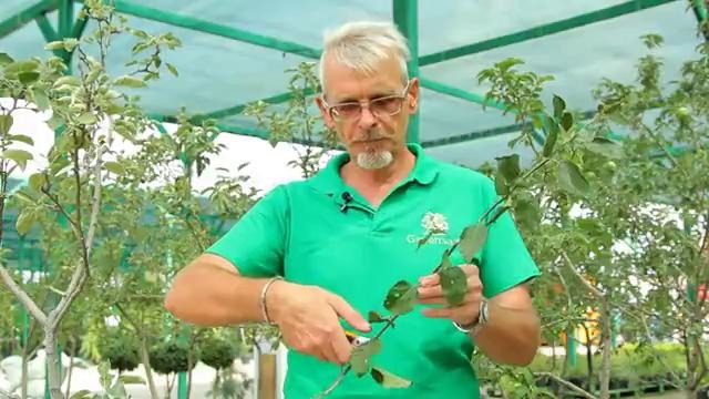 Как просто сделать прививку летом (окулировка)