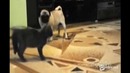 Очень шустрый кот