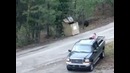 Спасение медвежат