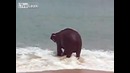 Слон с веревкой
