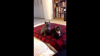 Turn Down For What – Funny Cats