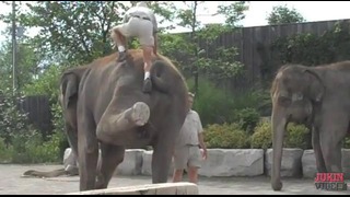 Как нужно залезать на слона