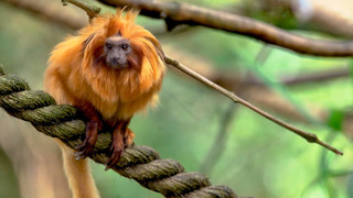 4 Adorable Animals That You Might Never Have Heard Of | The Science of Cute | BBC Earth