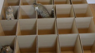 Что может быть милее, чем котик, забравшийся в коробочку