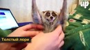 Экзотические животные которых хочется тискать вечно
