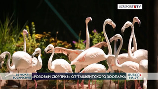 Ряды питомцев зоопарка пополнил новый вид птиц – фламинго