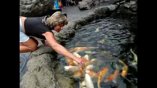 Рыбки в пруду едят с рук