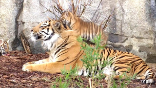Как редкие тигры отмечают Новый год в зоопарке в Берлине