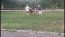 Овчарка осталась с маленькими детьми