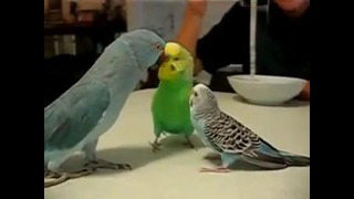 Три попугайчика ба3арят между собой, договаривуются кто первый пойдет 3а макаронами:P