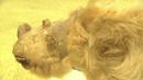 33 тысячи лет под землёй. Шерстистого носорога Сашу показали на выставке в Москве