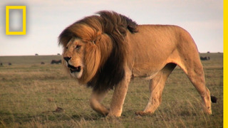 Warrior Watch: Protecting Kenya’s Lions | Explorers in the Field
