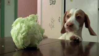 Собака ворует капусту