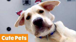 Cute Pet Reactions & Bloopers | Funny Pet Videos