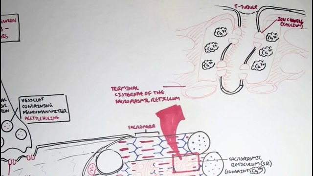 Myology – Skeletal Muscle Contraction / Механизм мышечного сокращения