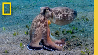 Watch this Octopus Devour Crabs as It Jumps in the Water | Insane Animals | Secrets of the Octopus