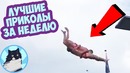 Приколы от кота пуфика. Подборка за неделю № 64