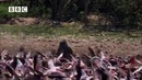 BBC: Вокруг Земли – Охота бабуина на фламинго