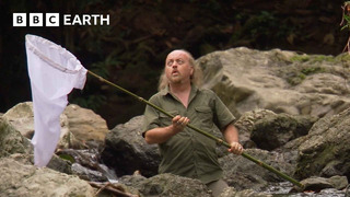 Bug Catching Isn’t as Easy as You’d Think | Bill Bailey’s Jungle Hero | BBC Earth
