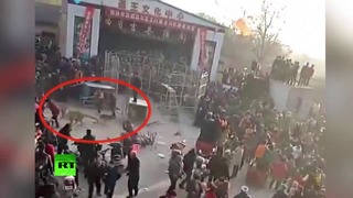 Видеокадры нападения сбежавшего из клетки тигра на посетителей цирка в Китае