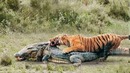 ТИГР В ДЕЛЕ! Тигр против медведя, крокодила, слона, кабана