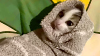 Cat Sleeps Inside Sock | Funny Pet Videos