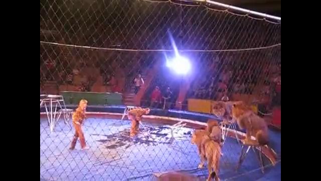 Лев напал на дрессировщика