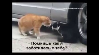 Конфликт у семьи кошки