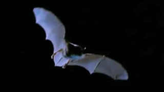 Bizarre Bat Moments | BBC Earth