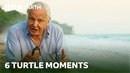 Amazing Turtle Moments | BBC Earth