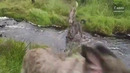 The wolf EXTERMINATOR – Irish Wolfhound! A Murderer or a Pet