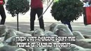 Овцы повсюду