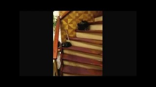 Кошак поднимается по лестнице, танцуя вальс