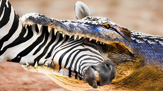 Атаки Крокодила, Которые Лучше не Смотреть Одному