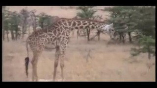 Жираф отомстил львам