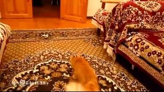 Cat Scared of Mario jump (Кот Марио)