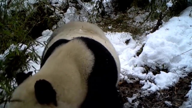 В Китае панда «обезвредила» видеоловушку — последние кадры с камеры