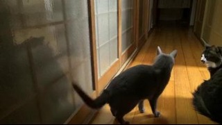Кот стучится в дверь