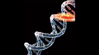 ДНК – полевые структуры