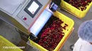Agromart.uz | Гилос Хитойга қандай экспорт қилинади? Технологик жараён ва қонунлар