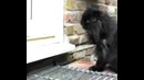 Двуногий кот