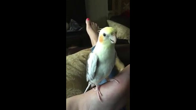 Попугай выучил мелодию iPhone своего хозяина